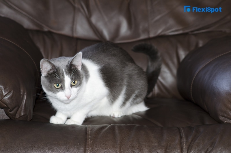 cat sits on leather chair